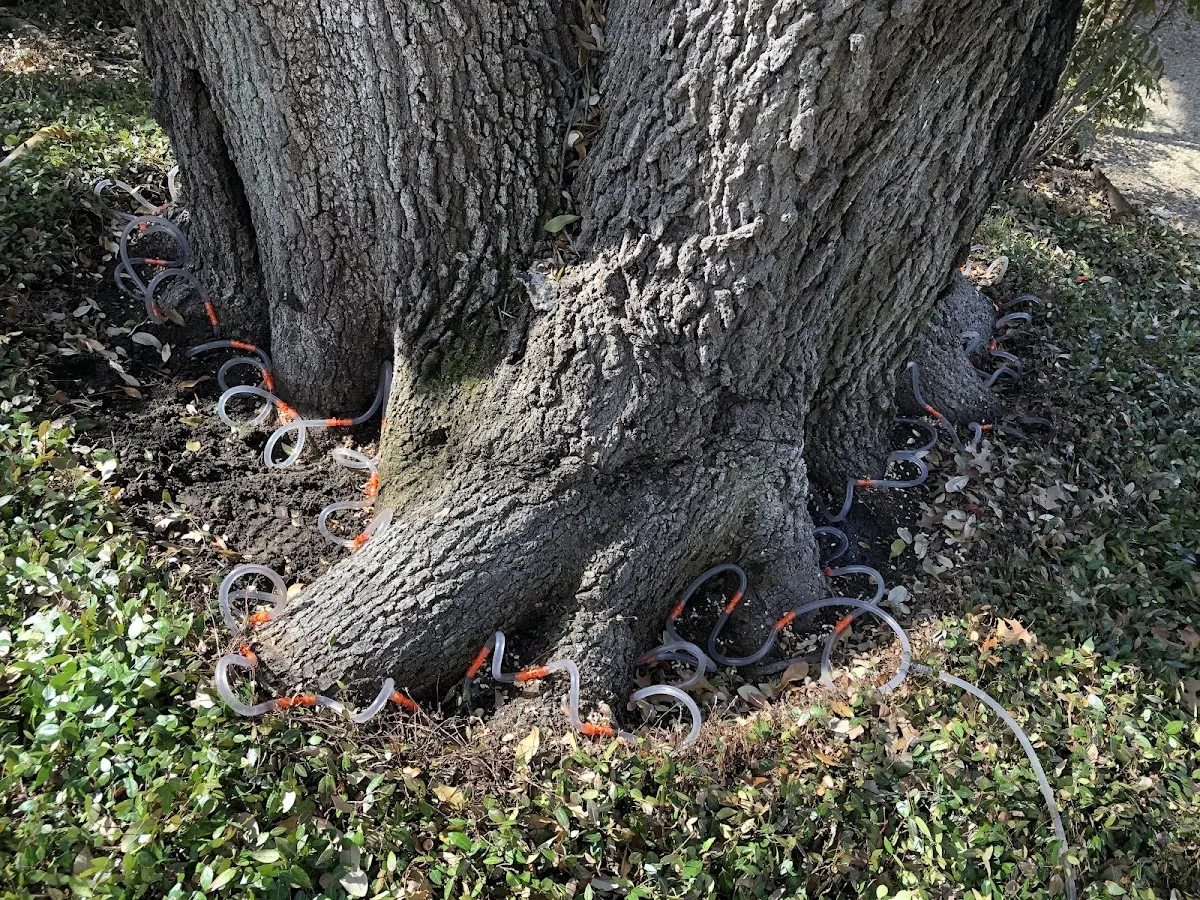 Detailed Tree Cabling and Bracing job site in Scappoose